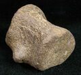 Champsosaurus Vertebrae (Cretaceous Reptile) #12033-1